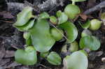 Water hyacinth